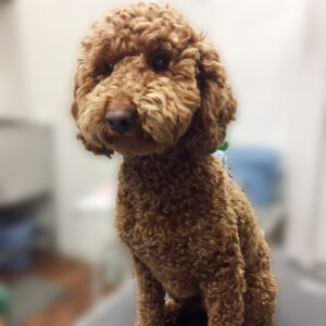 よろしくトイプー