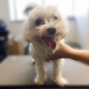 よろしくマルチーズ