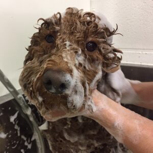 シャンプートイプー