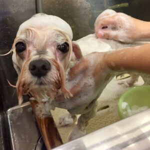 シャンプーマルチーズ