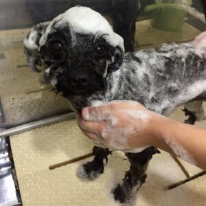 シャンプーミックス