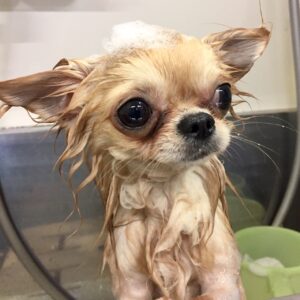シャンプーチワワ