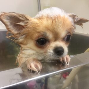 シャンプーチワワ