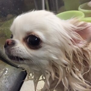 シャンプーチワワ