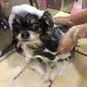 シャンプーチワワ