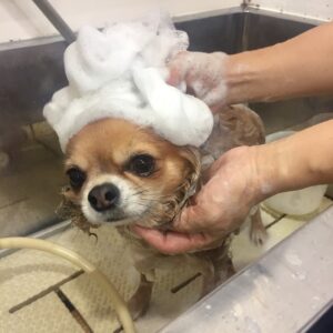 シャンプーチワワ