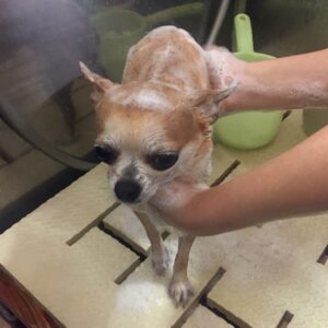 シャンプーチワワ