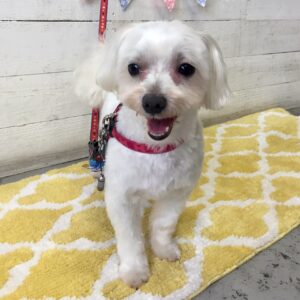 仕上がりマルチーズ