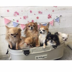 仕上がりチワワ