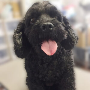 よろしくミックス