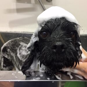 シャンプーミックス