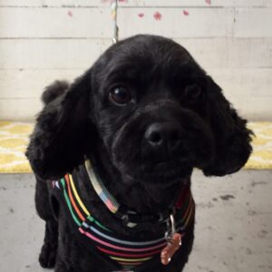 仕上がりミックス