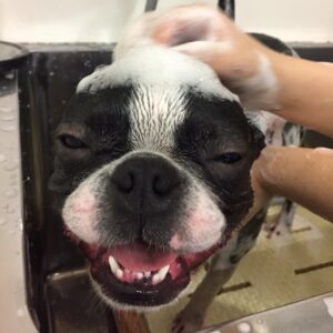 シャンプーボストン