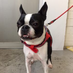 仕上がりボストン