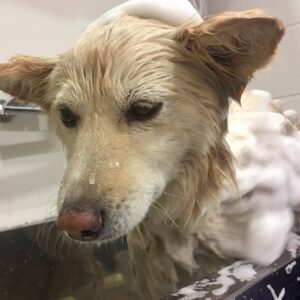 シャンプーミックス