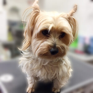 よろしくヨーキー