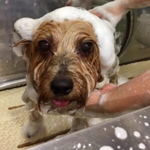 シャンプーヨーキー