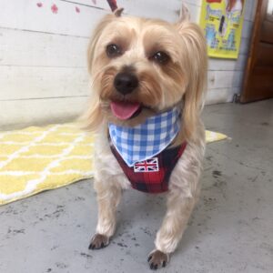 仕上がりヨーキー