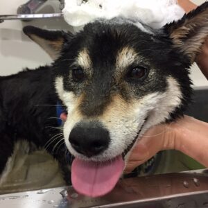 シャンプーしば