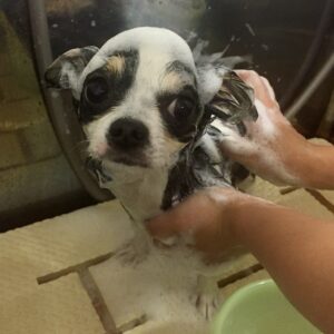 シャンプーチワワ