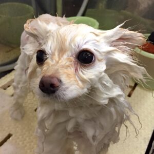 シャンプーポメ