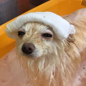 お風呂ポメ