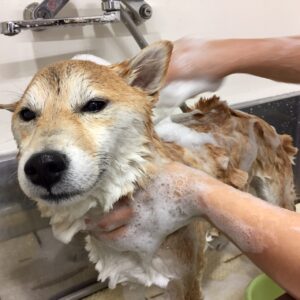 シャンプーしば