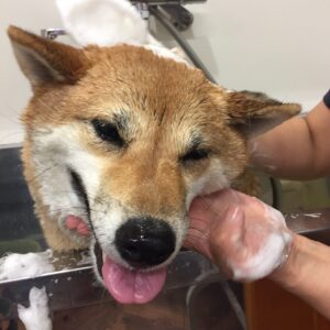 シャンプーしば