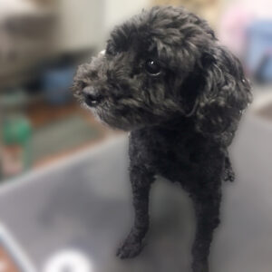 よろしくトイプー