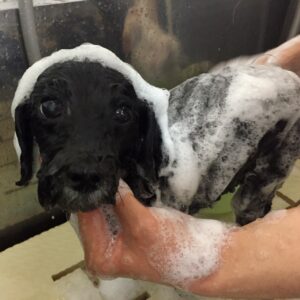 シャンプートイプー