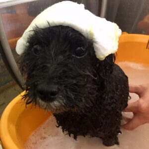 お風呂トイプー