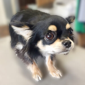 よろしくチワワ