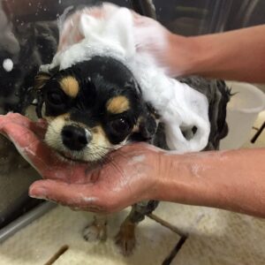 シャンプーチワワ