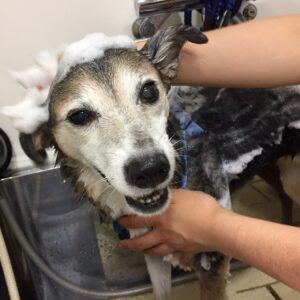 シャンプーミックス