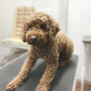 よろしくトイプー