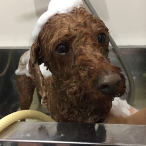 シャンプートイプー