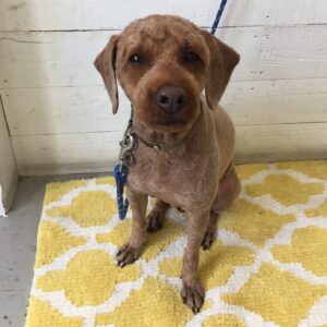 仕上がりトイプー