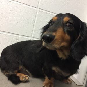 よろしくダックス