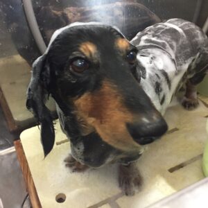 シャンプーダックス