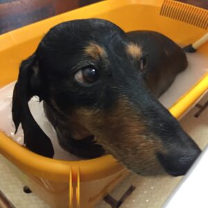 お風呂ダックス