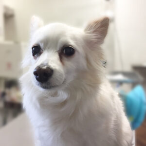 よろしくミックス