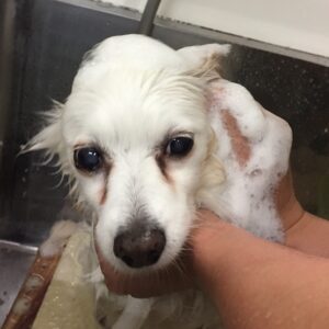 シャンプーミックス