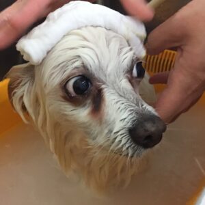 お風呂ミックス