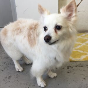 仕上がりミックス