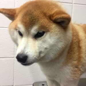 モモちゃんカット前