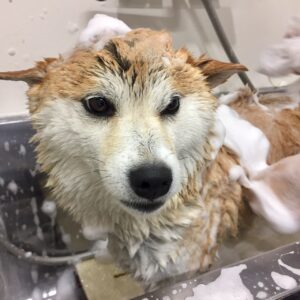 モモちゃんシャンプー中