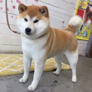 モモちゃん施術後