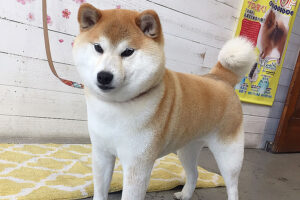 モモちゃんアイキャッチ