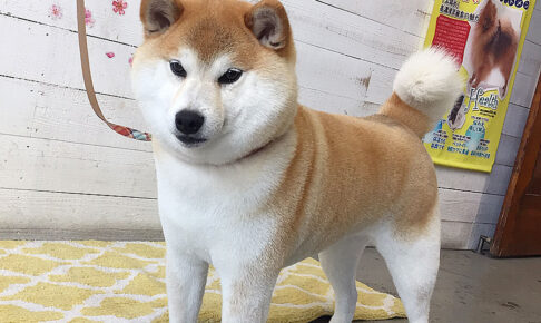 モモちゃんアイキャッチ