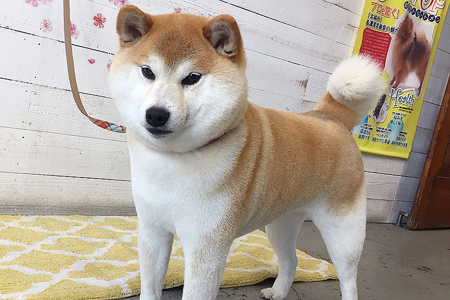 モモちゃんアイキャッチ